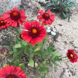 Meet your Posher, Ella